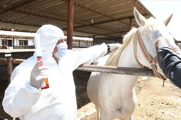Adıyaman'da Kovid-19'a karşı atlardan elde edilen antiserum üretiminde sona gelindi
